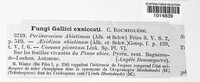 Peridermium abietinum image